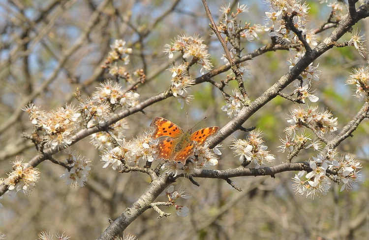 Polygonia c-album